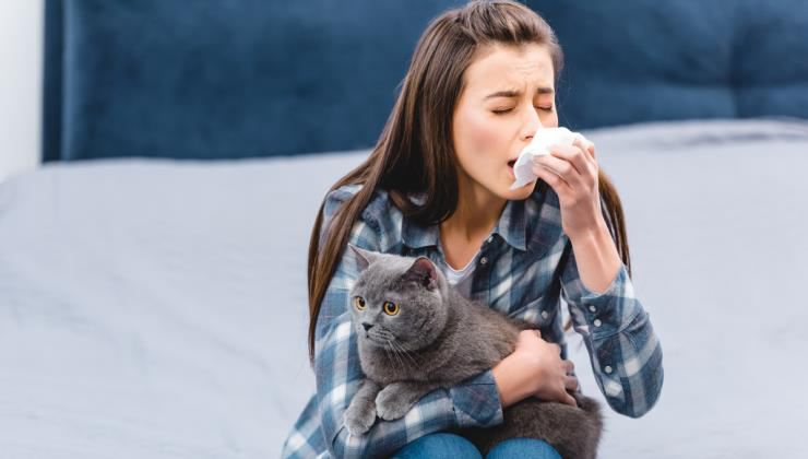 Macska allergia: kérdések és válaszok egy helyen