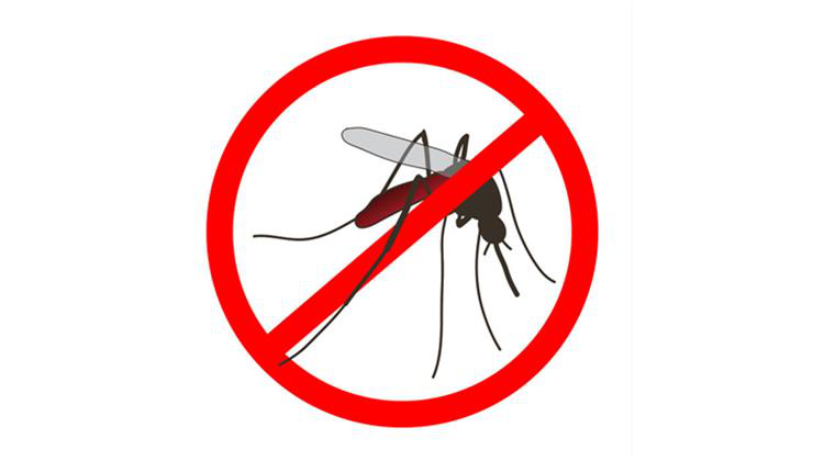 szúnyogok ellen, szúnyog