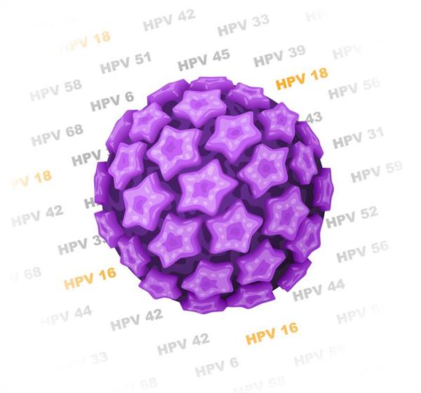 a humanpapillomavirus, hpv egyik kórokozója