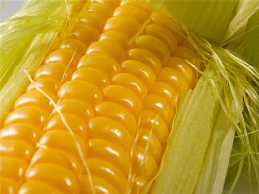 a kukorica egészséges a fogyáshoz