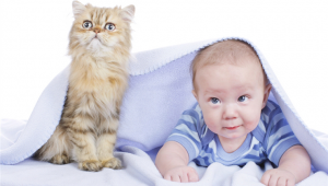 A baba jön és a macska is marad