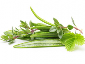 gyógynövények, fűszernövények